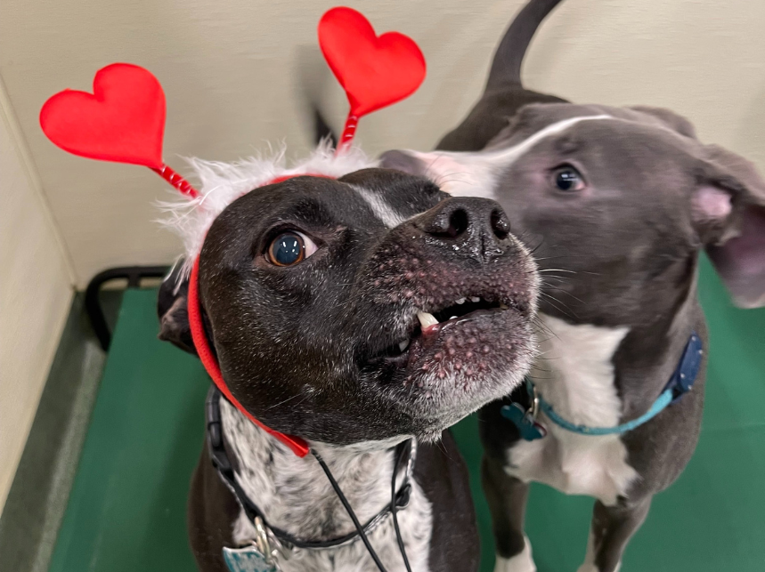 Top 5 Date Ideas for You and Your Dog This Valentine’s Day