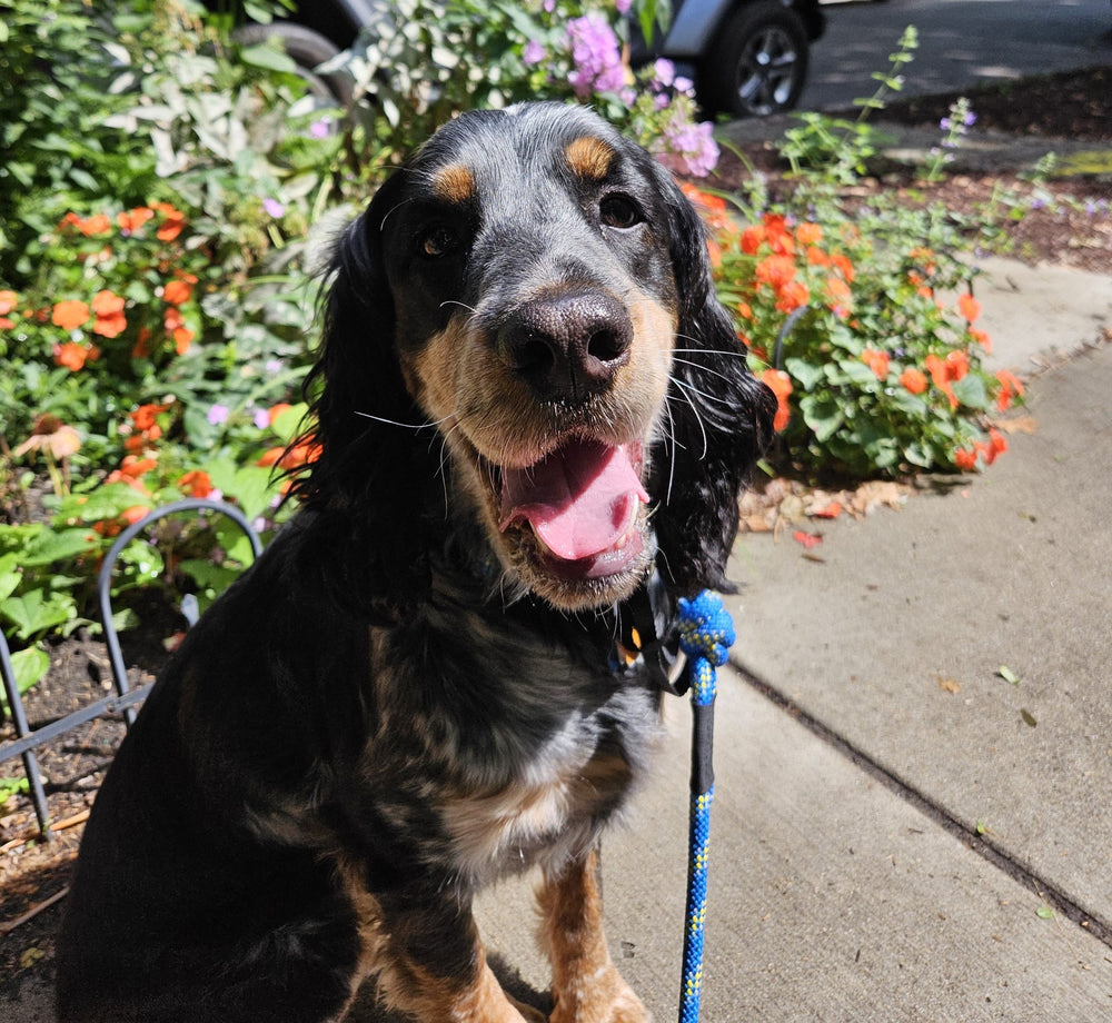 dog walking