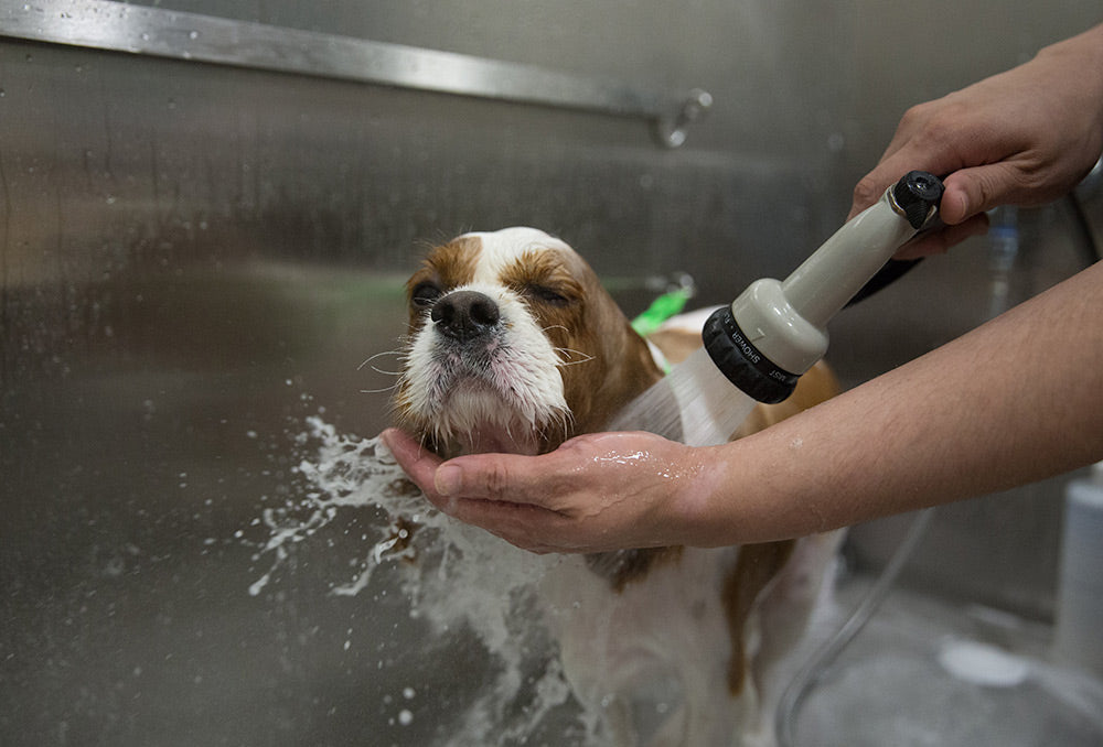 dog spa