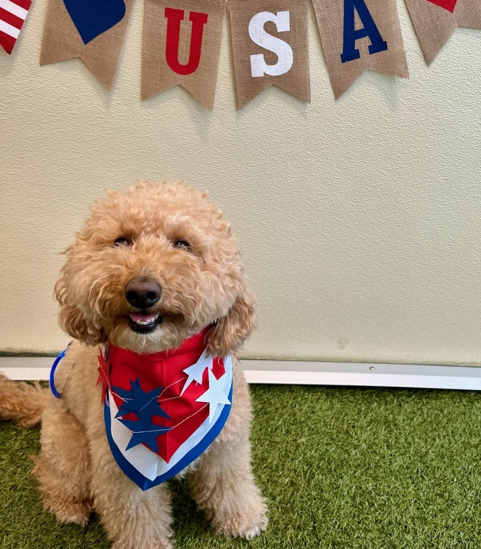 fireworks dog calming