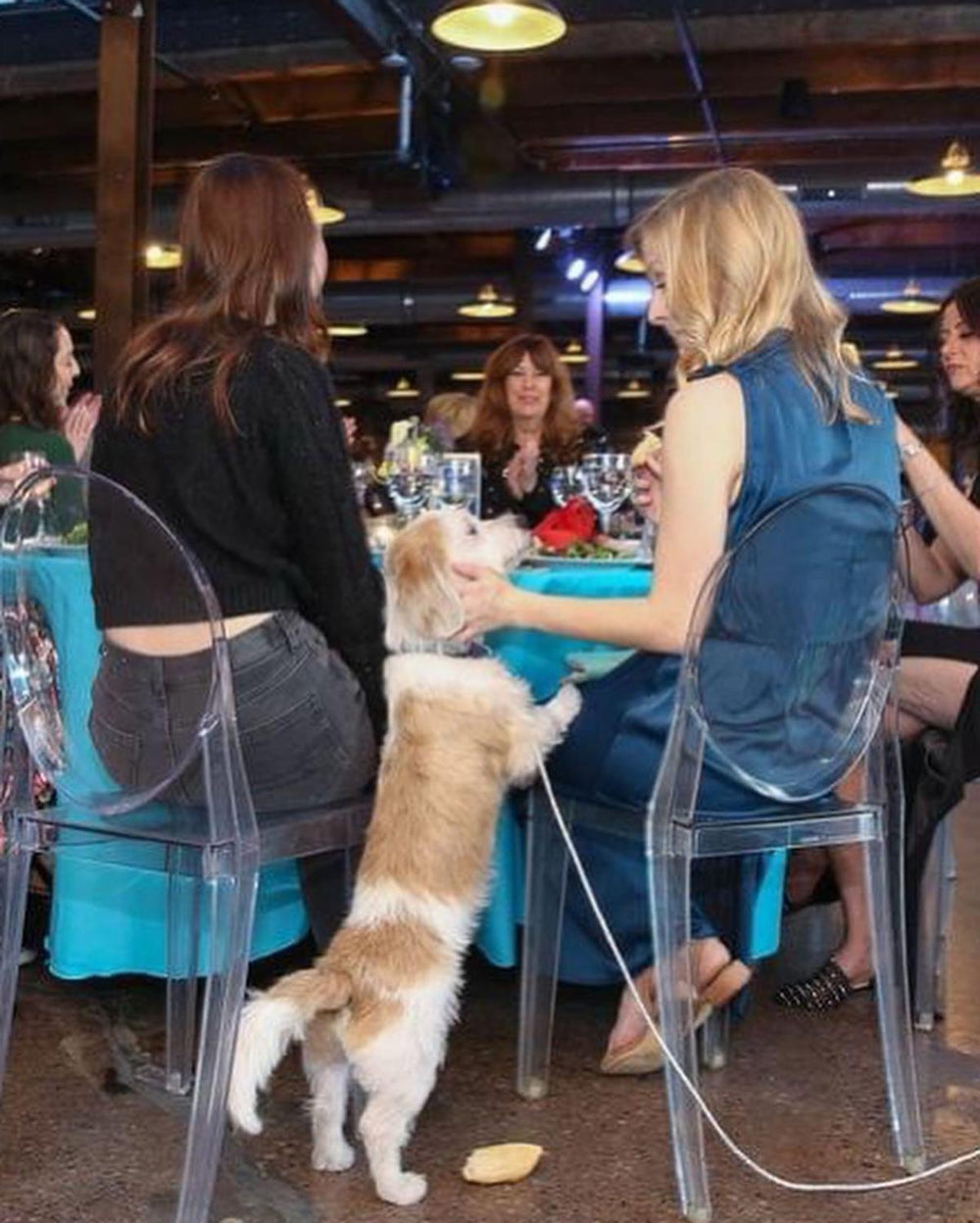 dog friendly patios Chicago