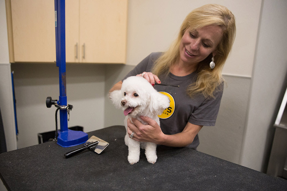 pups groomer with a dog