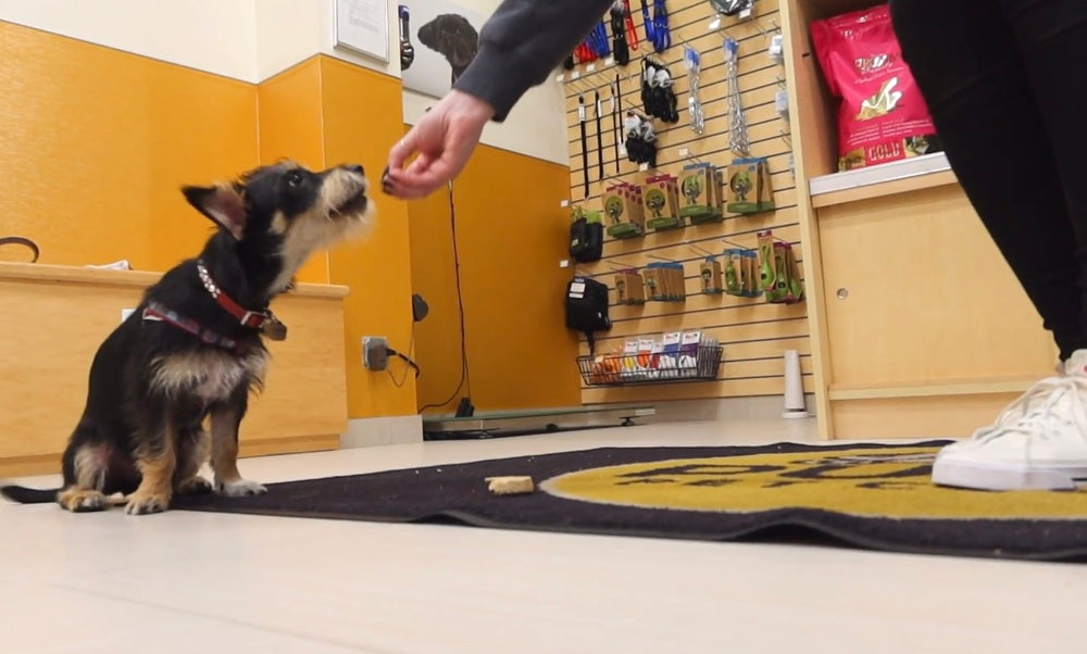 Teaching Your Dog "Leave It"