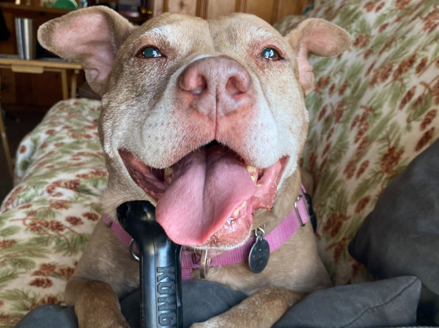 5 Ways Dog Adoption Saves You — and Them