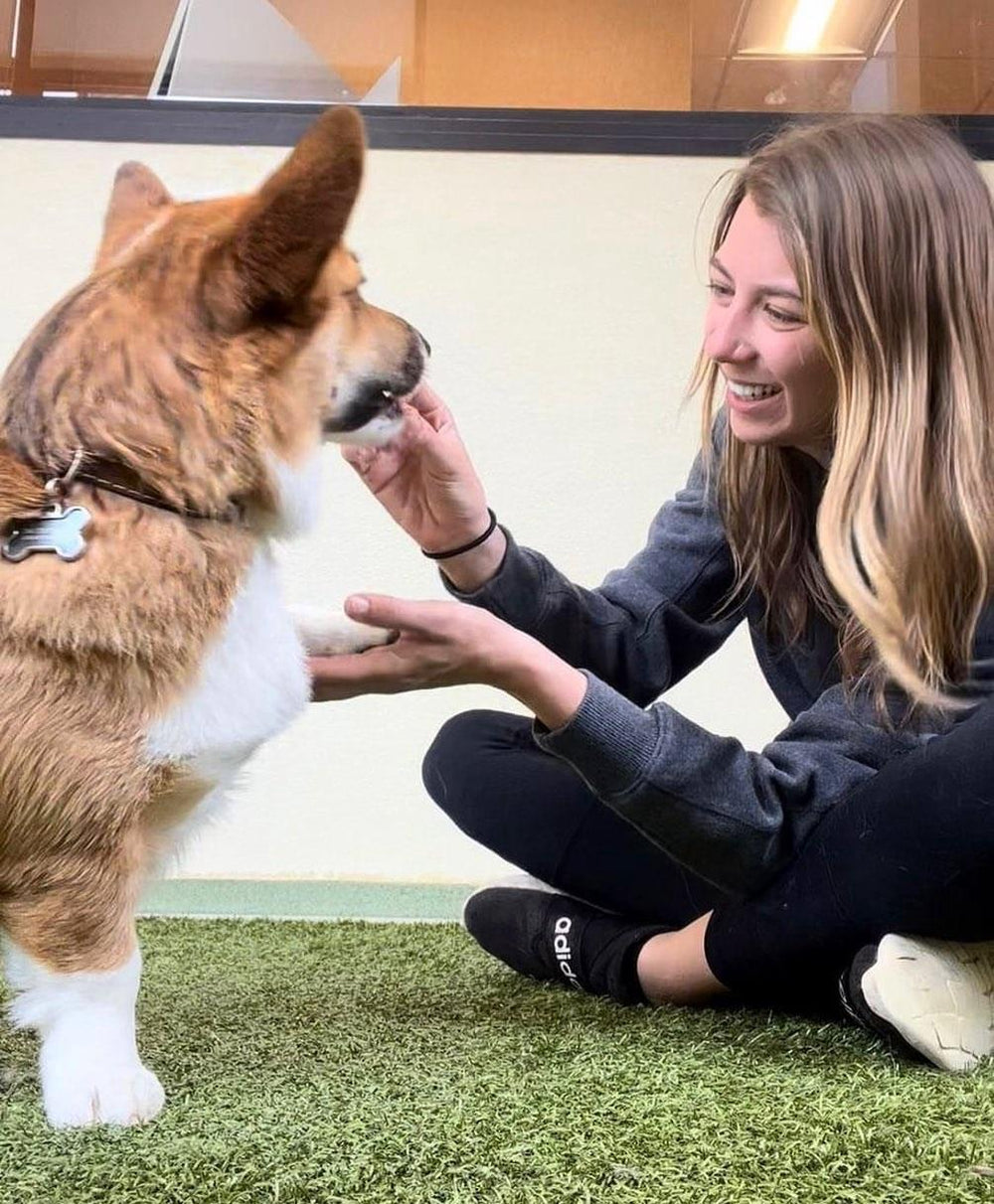 canine behavior training