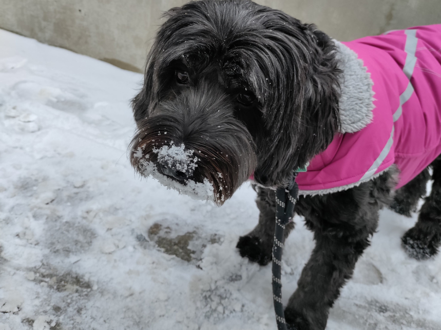 6 Ways to Keep Your Dog’s Coat Healthy During the Winter Months