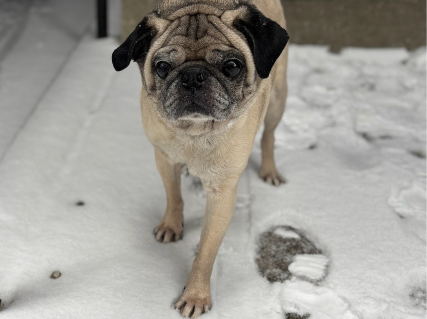 4 Winter Tips for Dog Owners