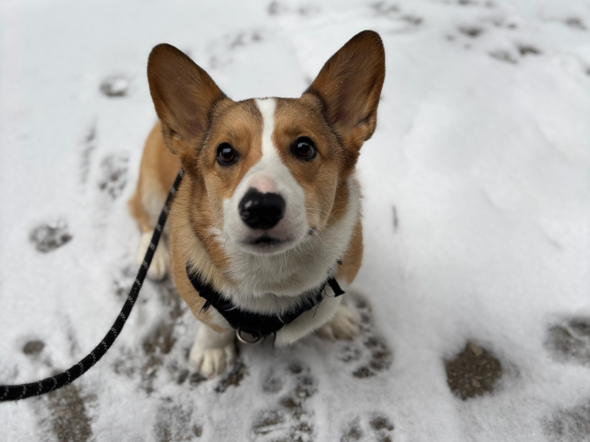 4 Ways to Keep Up with Dog Training During the Winter Months