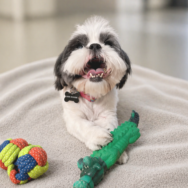Dog playing with toys on a carpeted floor