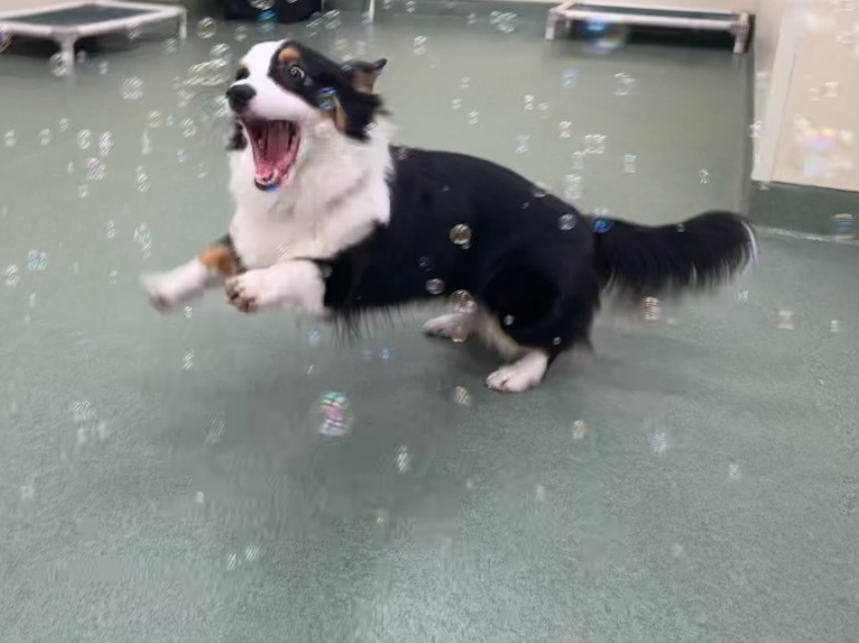 Dog playing with bubbles on a green floor