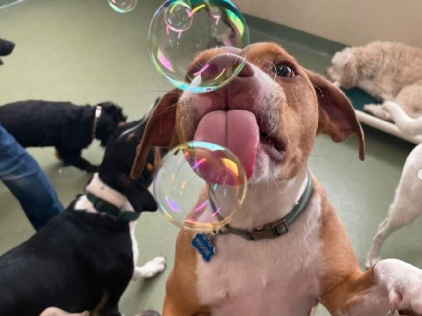 Dog playing with bubbles in a pet care facility