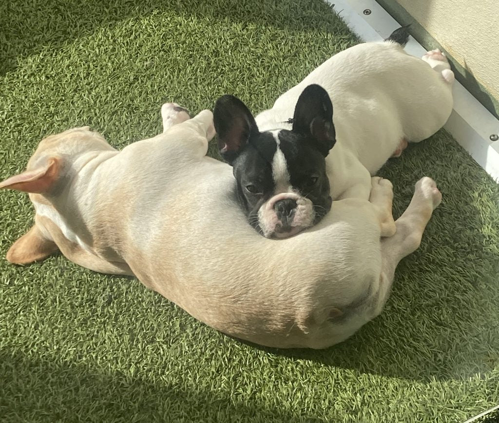 Two small dogs lying on a grassy surface