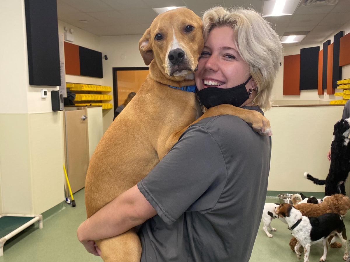 Person holding a large brown dog in an indoor setting, possibly a veterinary clinic.