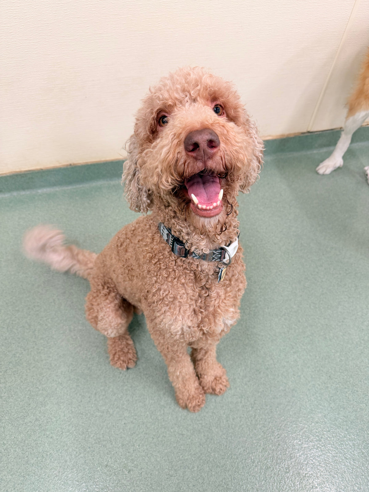 Brown dog sitting on a light green floor with a white wall in the background