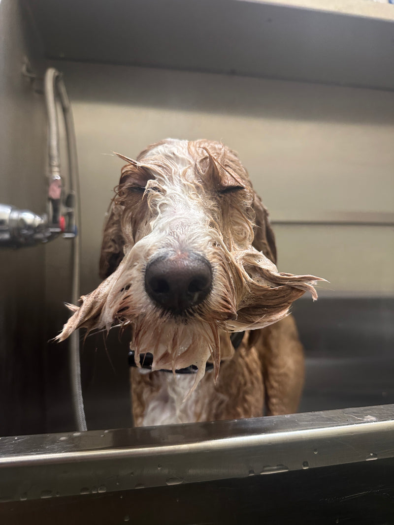 dog grooming