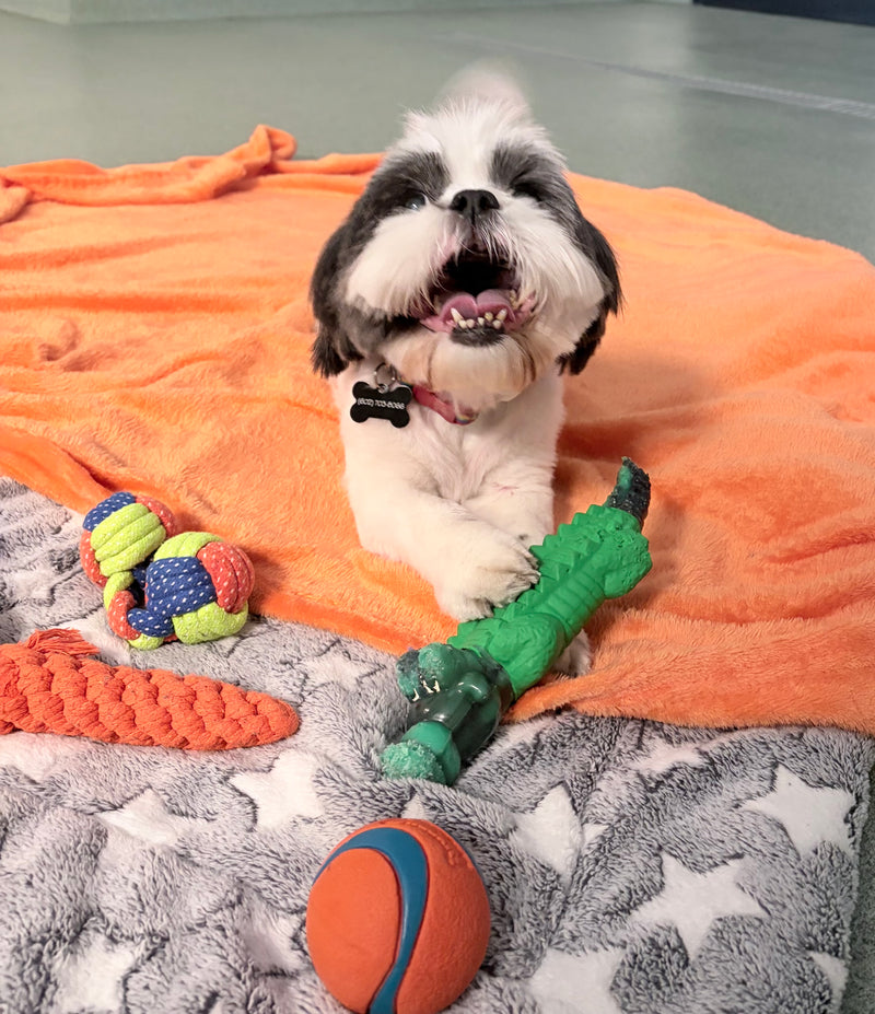 Dog with toys on a blanket, indoor setting