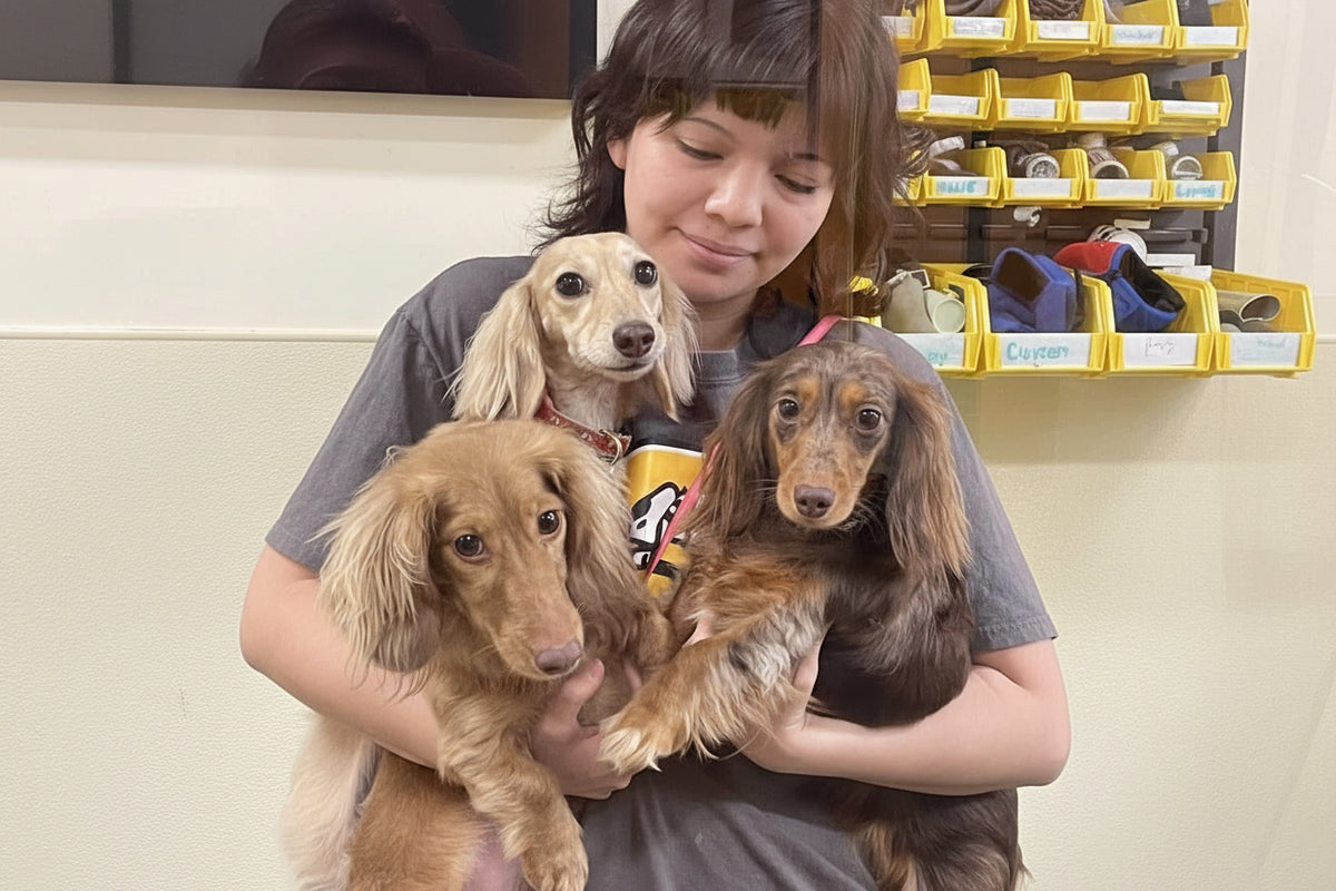 Woman holding three small dogs in a pet store setting