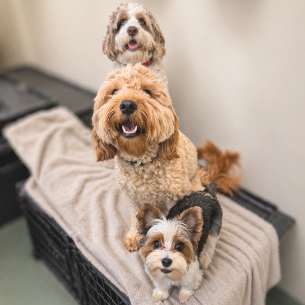 Three dogs on a pet bed with a neutral background