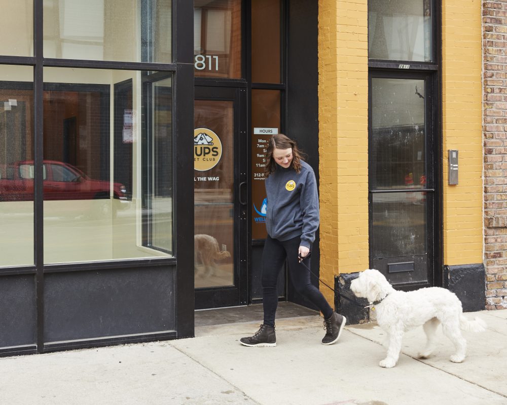 Introducing Dog Walking at PUPS PUPS Pet Club