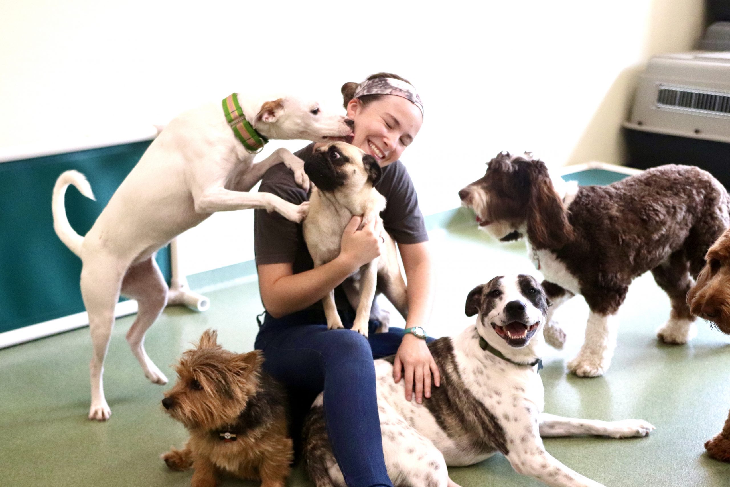 Doggie Daycare in Chicago