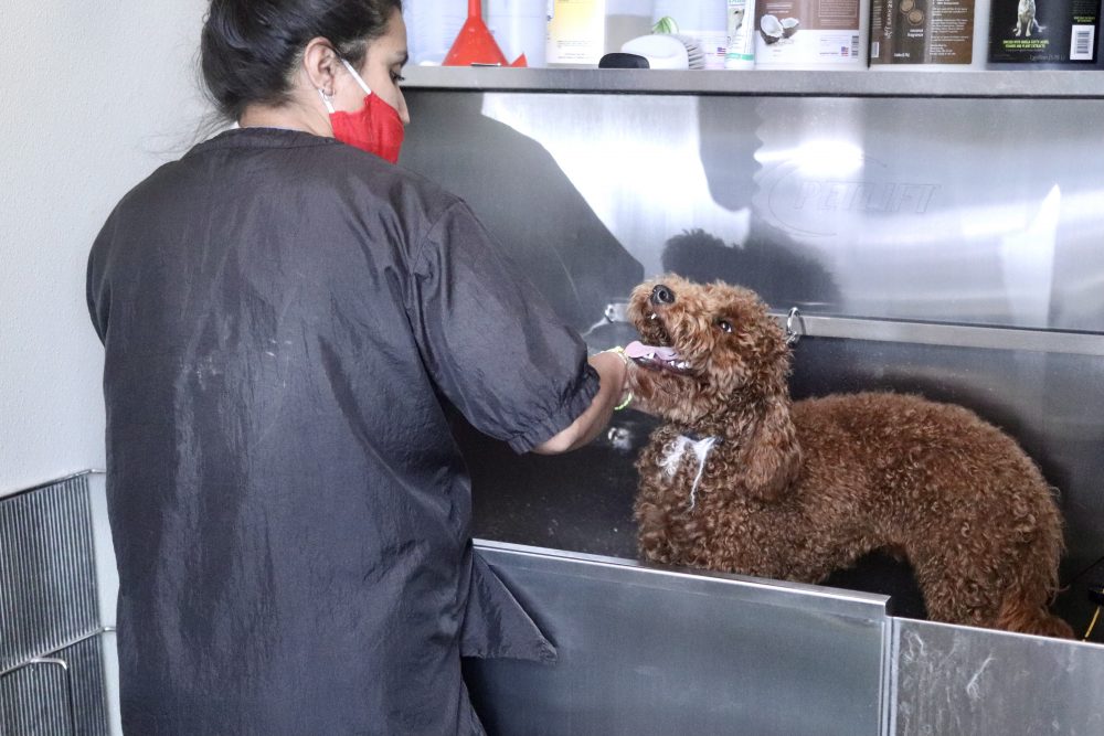 Dog Grooming in Wicker Park