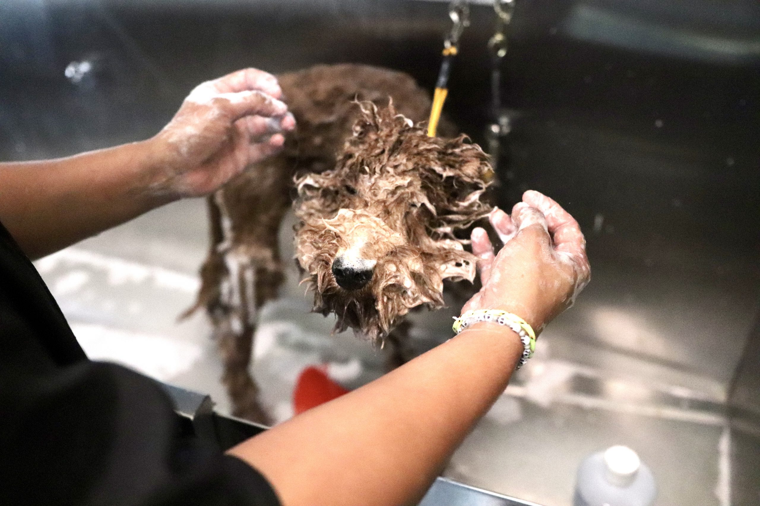 Dog Grooming at Pups Pet Club Wicker Park