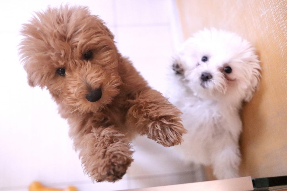 Pups playing at dog daycare in Chicago, IL