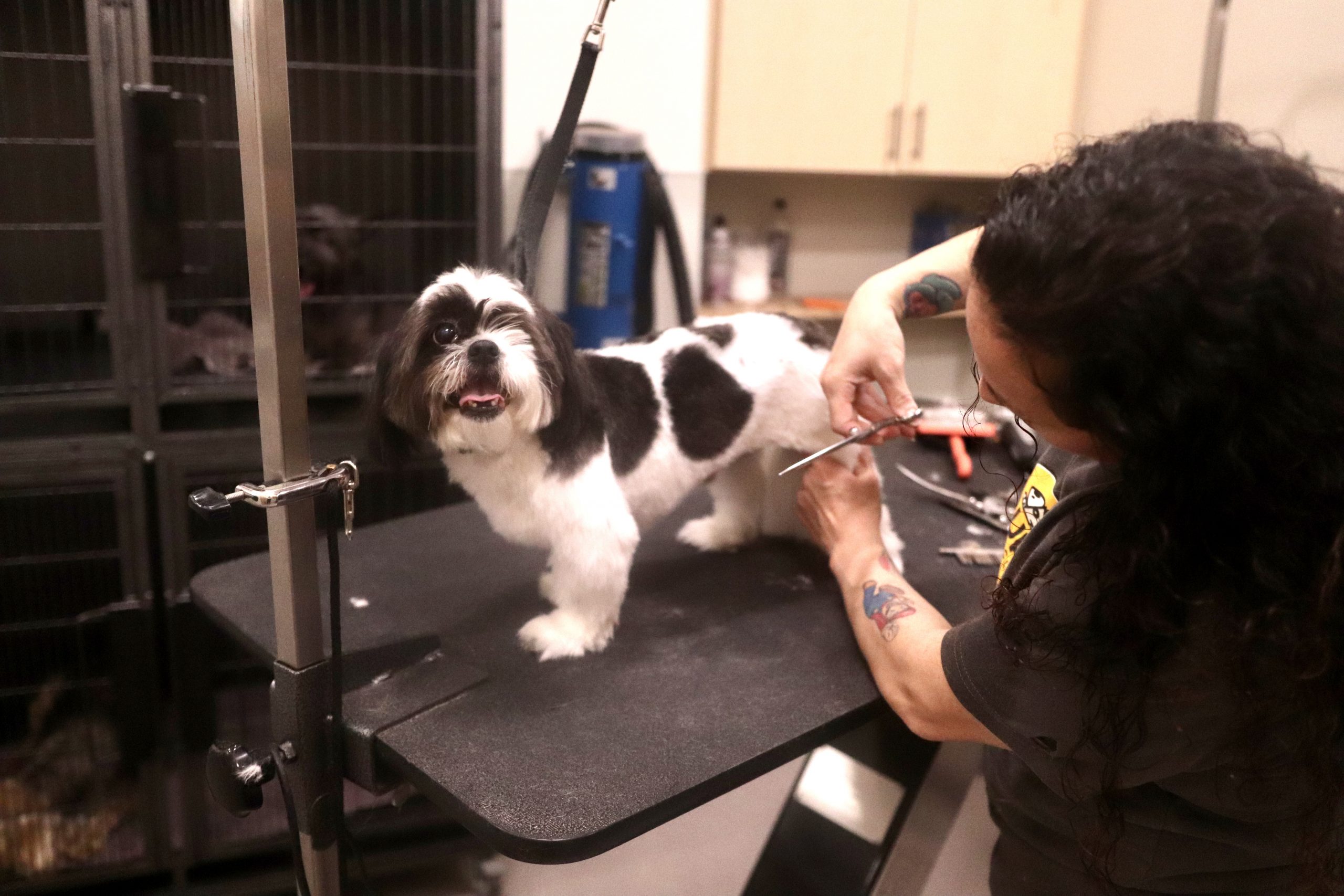 Dog Grooming in Chicago, IL