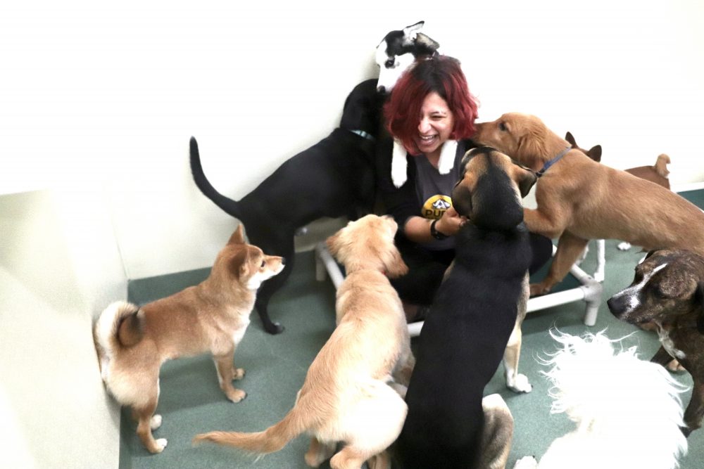 Doggie Daycare in Streeterville Chicago