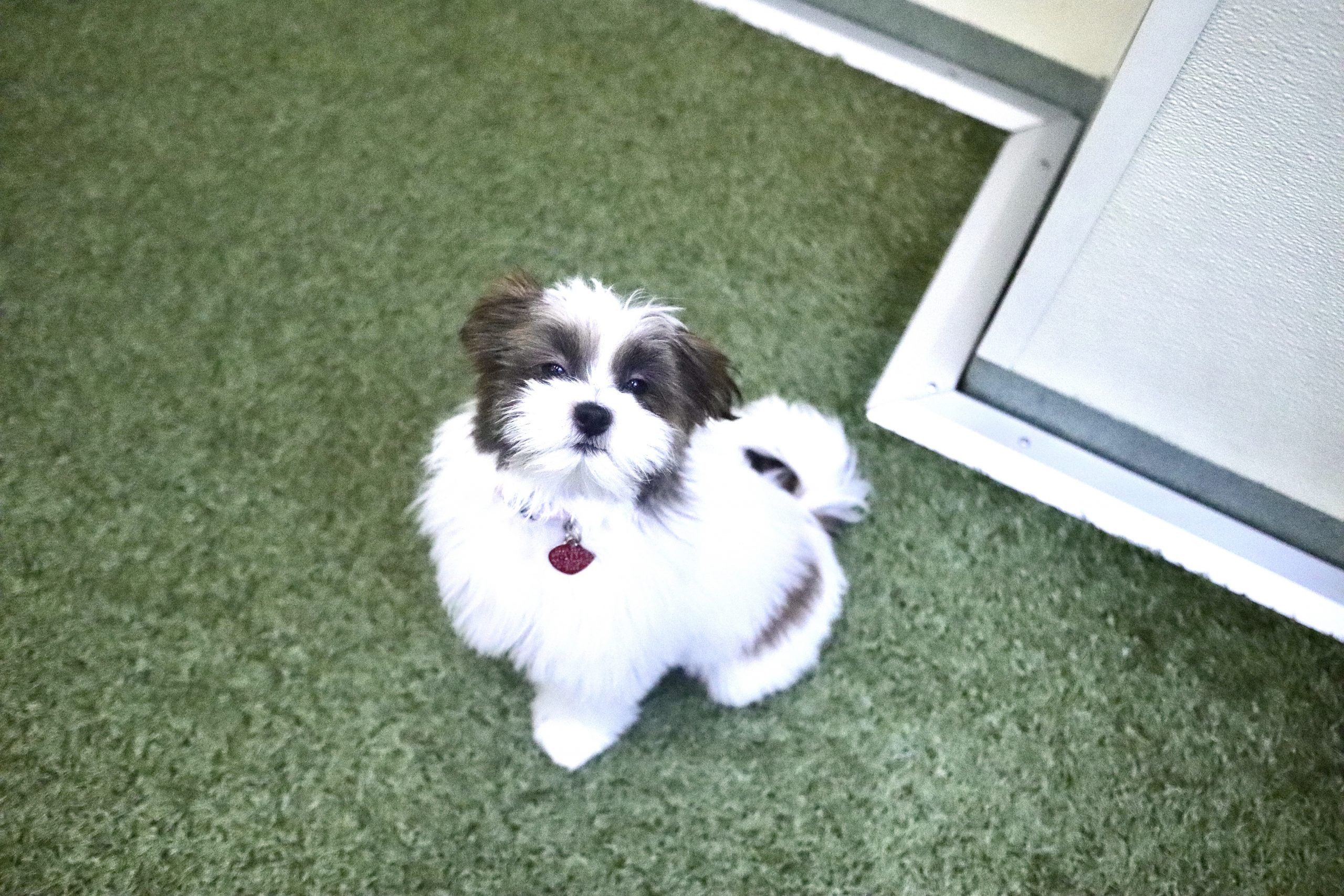 Cute Dog at PUPS Pet Club in Streeterville