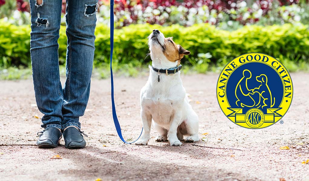 Get Your Pup Certified as a Canine Good Citizen at PUPS Pet Club!