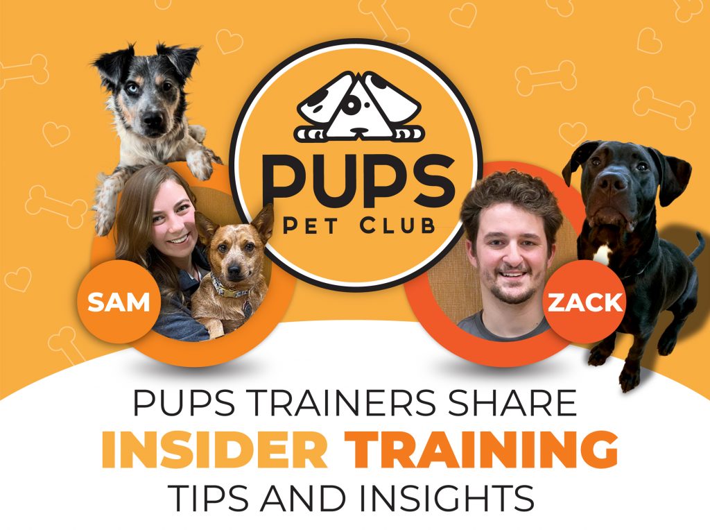 INSIDER TRAINING: Mastering the Fundamentals of Routine and Consistency to Get Your Pup Off on the Right Paw!