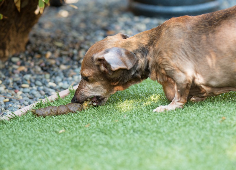 With Time, Practice and Consistency, Your Pup’s Poop Eating can be a Disgusting Habit of the Past!