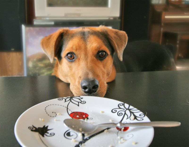 No Feeding Fido at the Table! How to Stop Your Pup from “Begging”