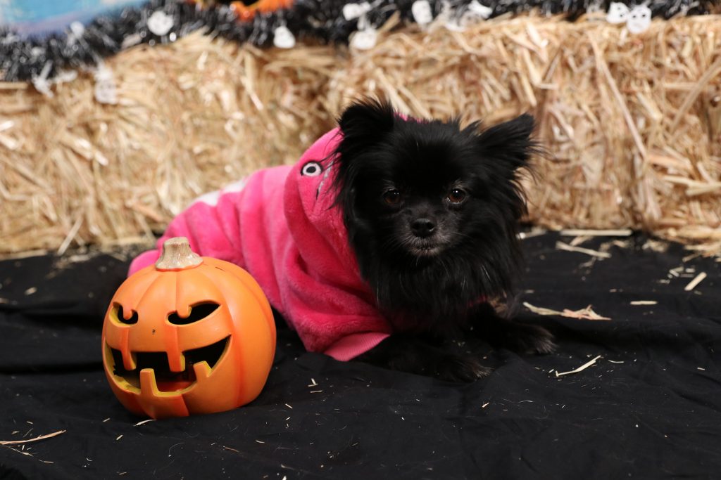 Ensure a Safe Spooky Season for your pup!