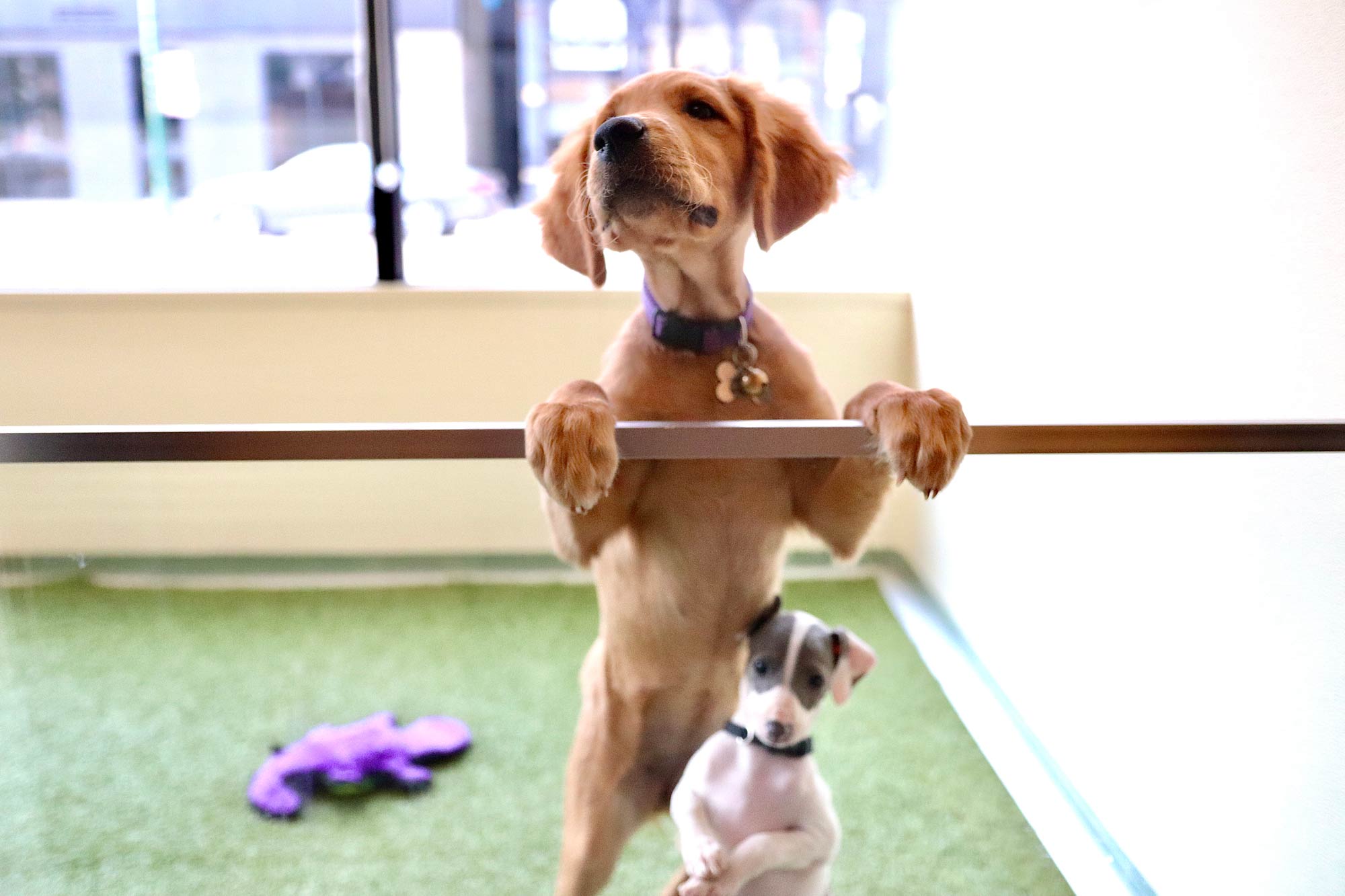 Dog Daycare in South Loop, Chicago