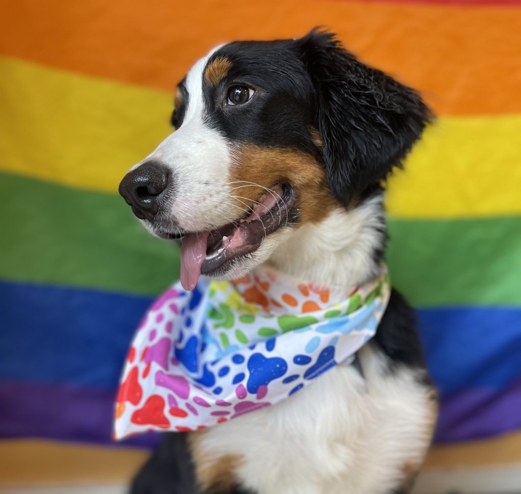 5 Tips to Keep Your Dog Safe During Pride Celebrations