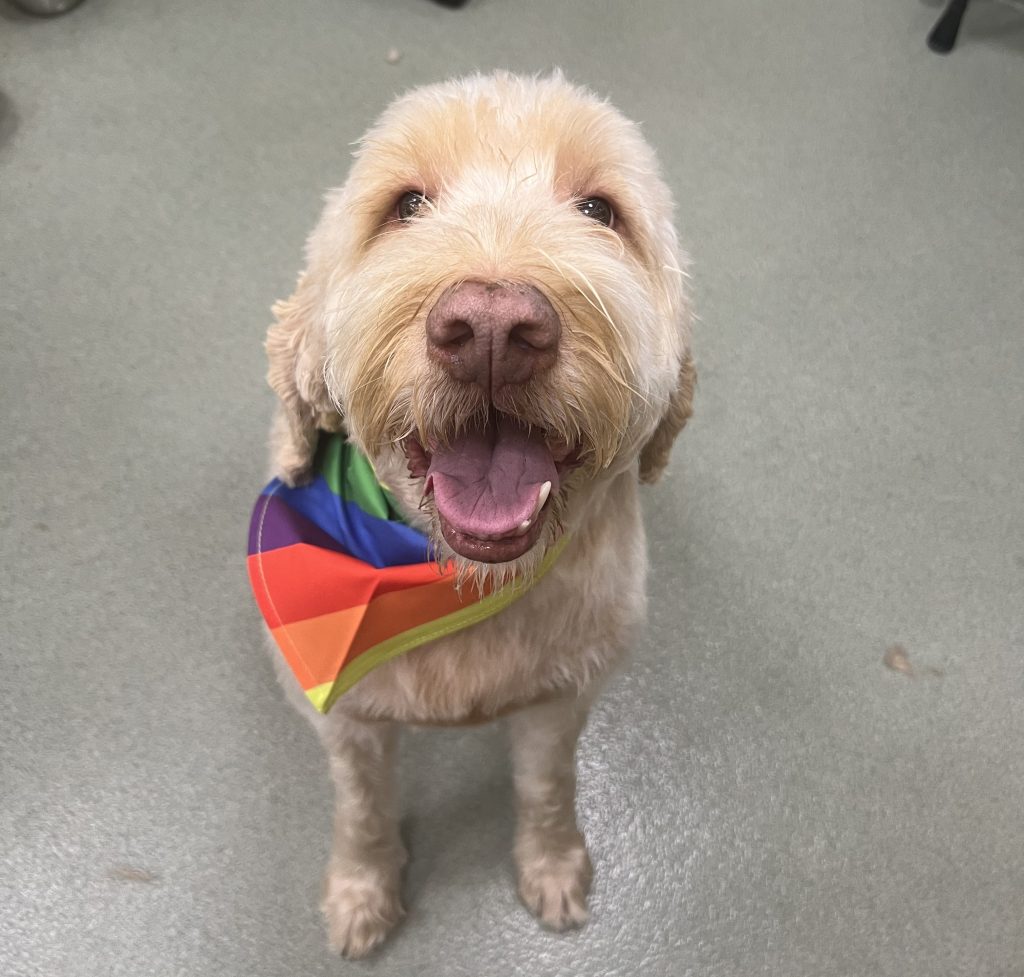 Pride Day at Pups