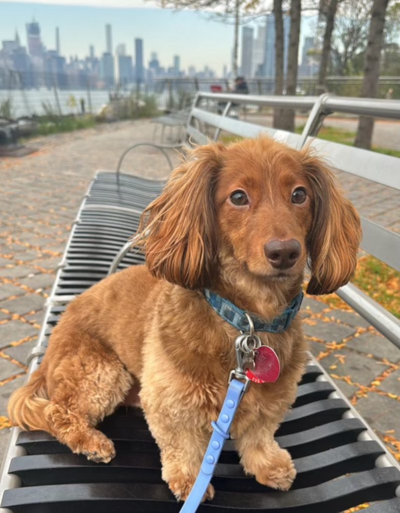 5 Experiences You Can Share with Your Dog in the City