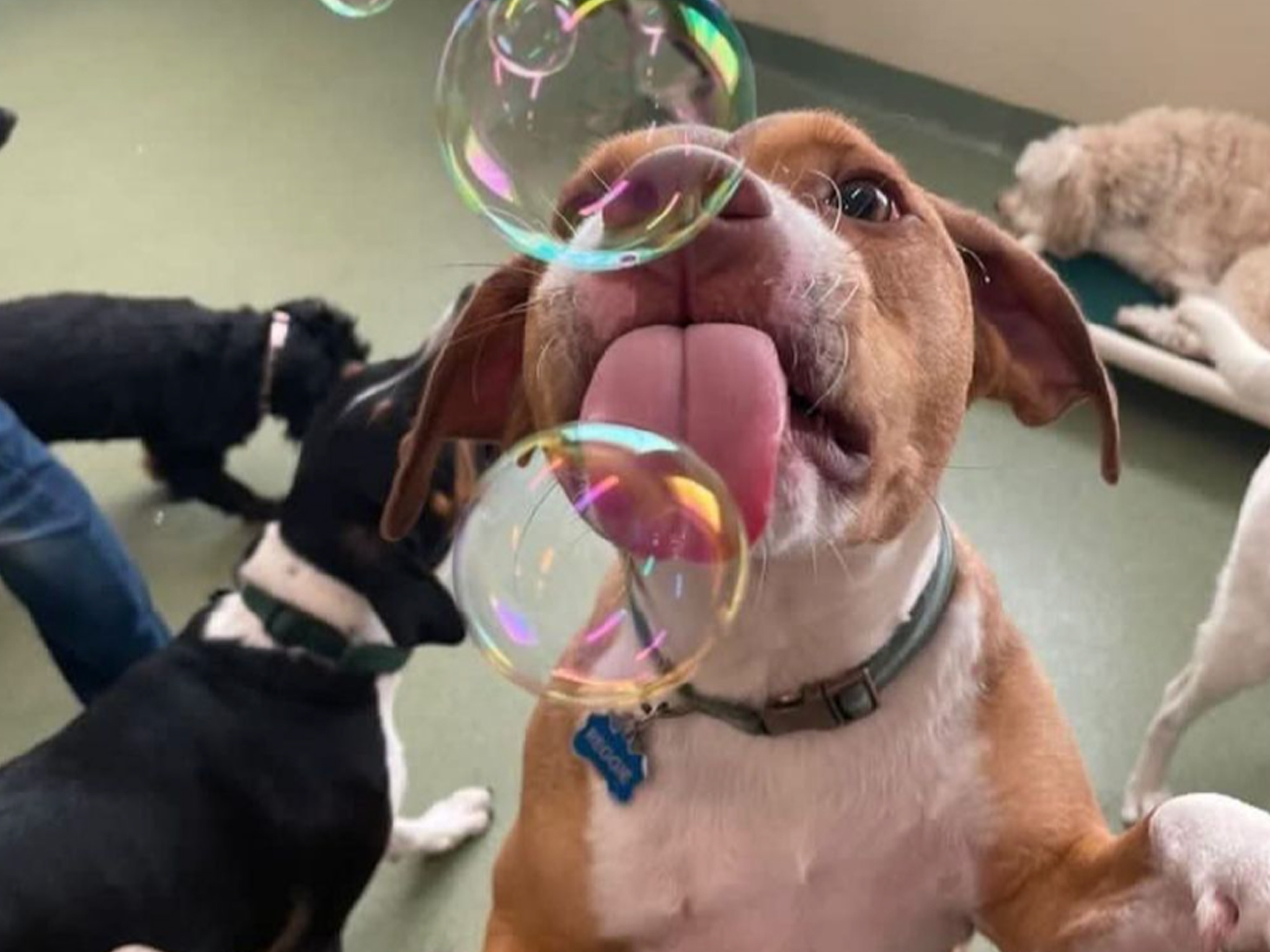 Doggy Daycare