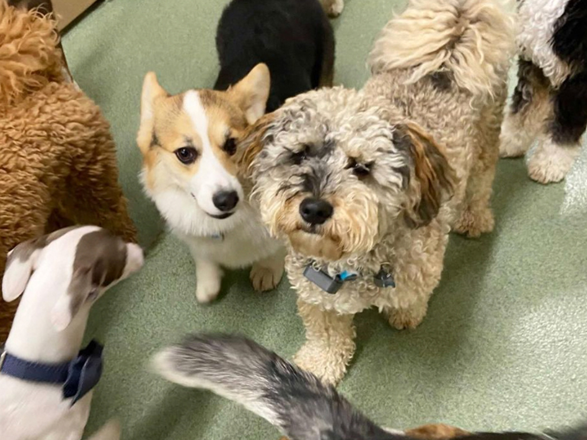 Dog Care