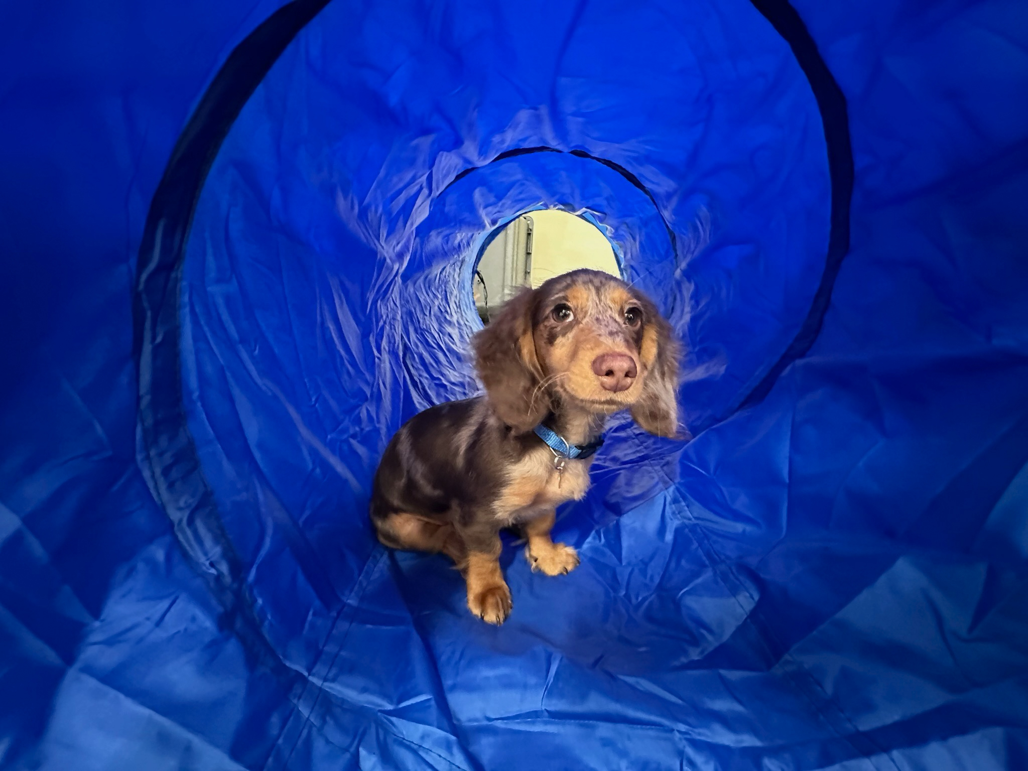 Dog Daycare Near Me