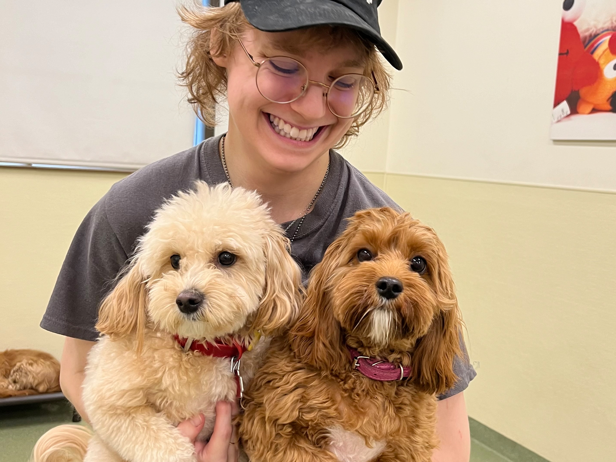 Dog Daycare Cost