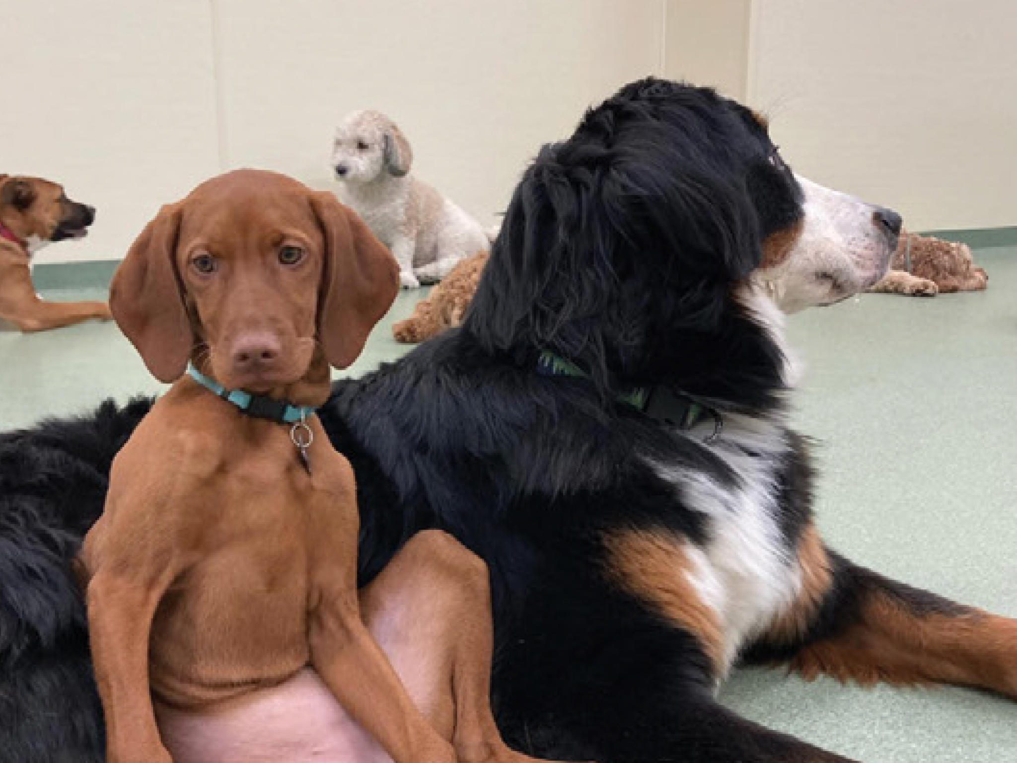 Dog Socialization