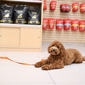 Daily video instruction