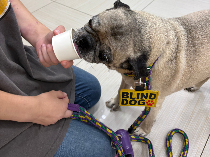 Ways to Celebrate National Dog Month at PUPS Pet Club
