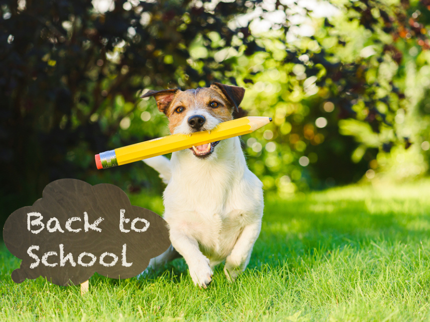 Back-to-School, Back-to-Calm: A 7-Day Reset for Anxious Dogs