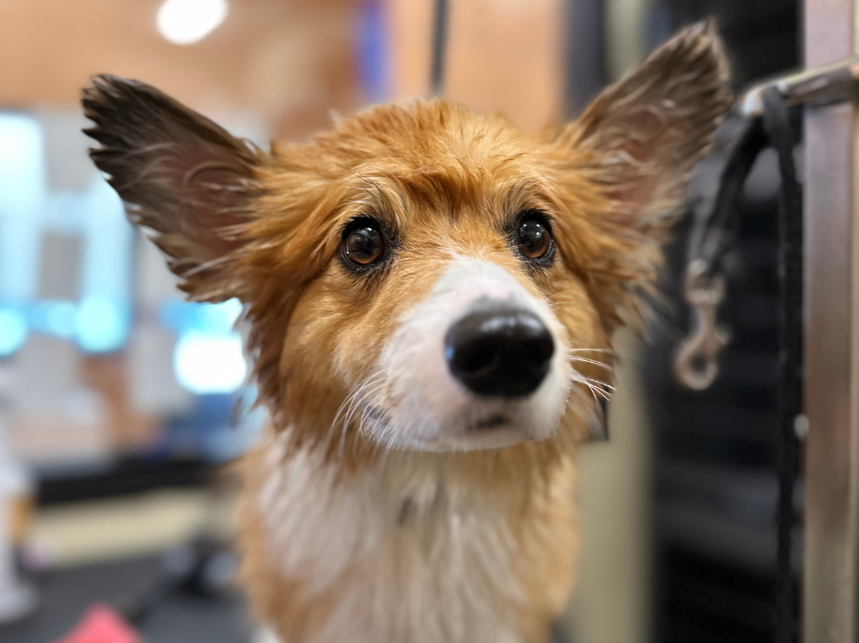 Deshedding Tips To Keep Your Dog Comfortable This Fall