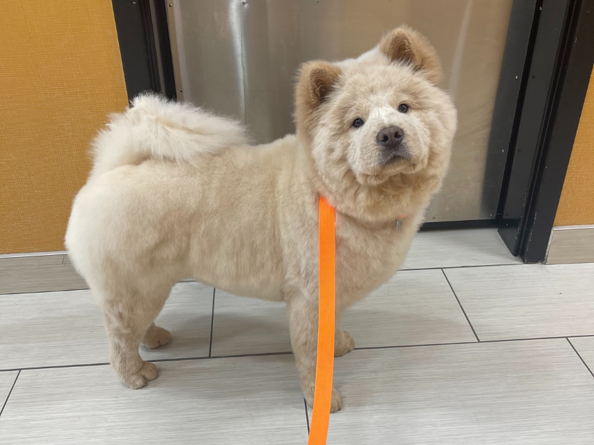 Fall Grooming for Dogs: Keep Your Pup Fresh This Season