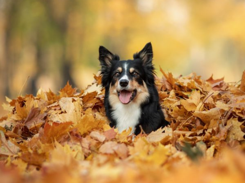 The Science Behind Why Dogs Love Leaf Piles